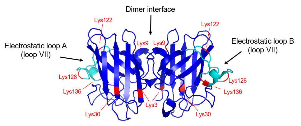 Aldeídos de colesterol modificam lisinas da SOD1