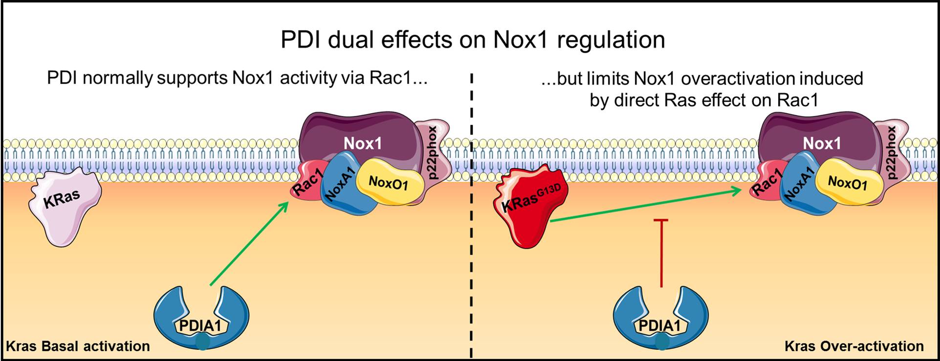 O papel dual da PDIA1 no controle da Nox1 NADPH oxidase no câncer