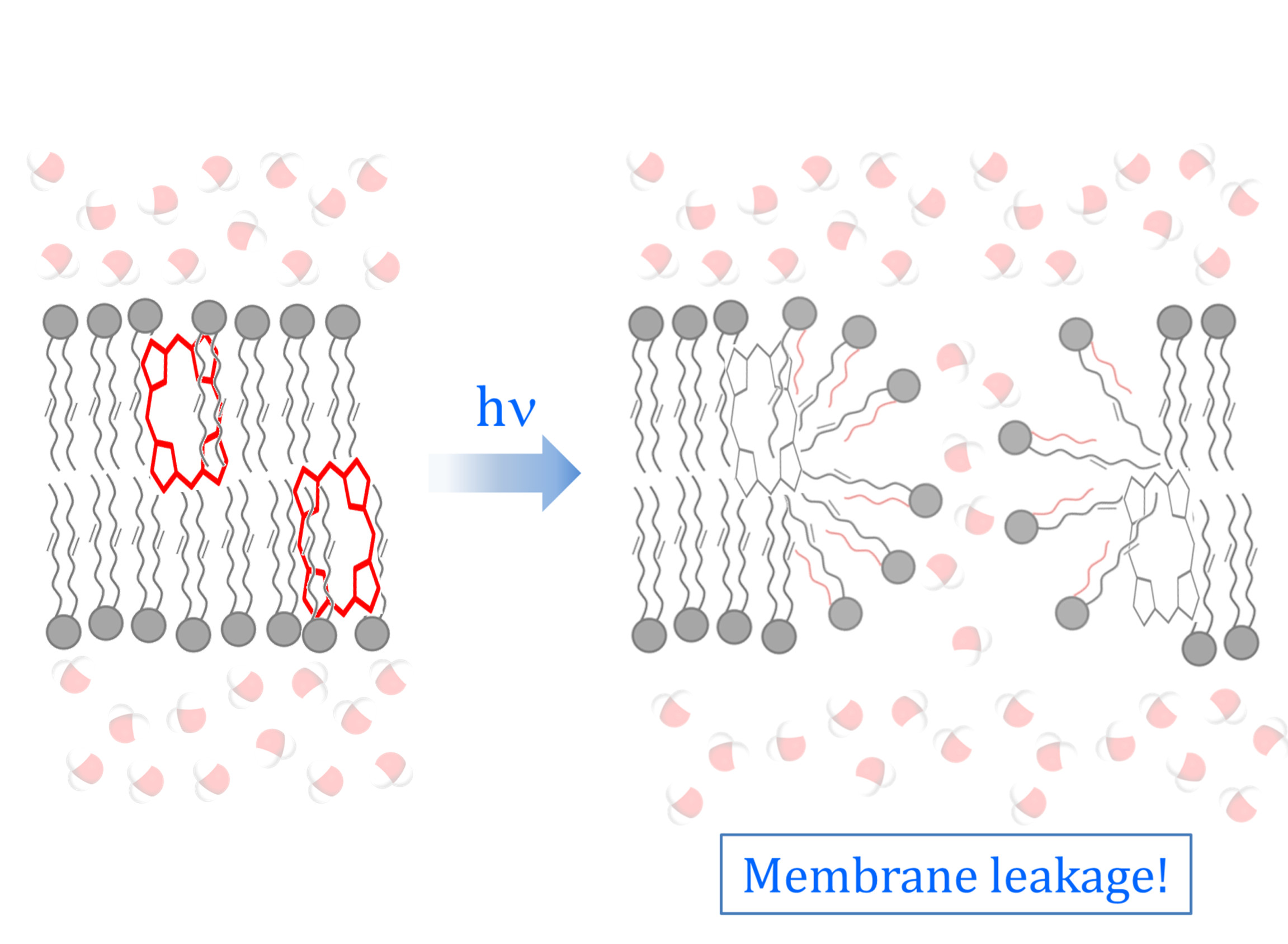 Membrane leakage