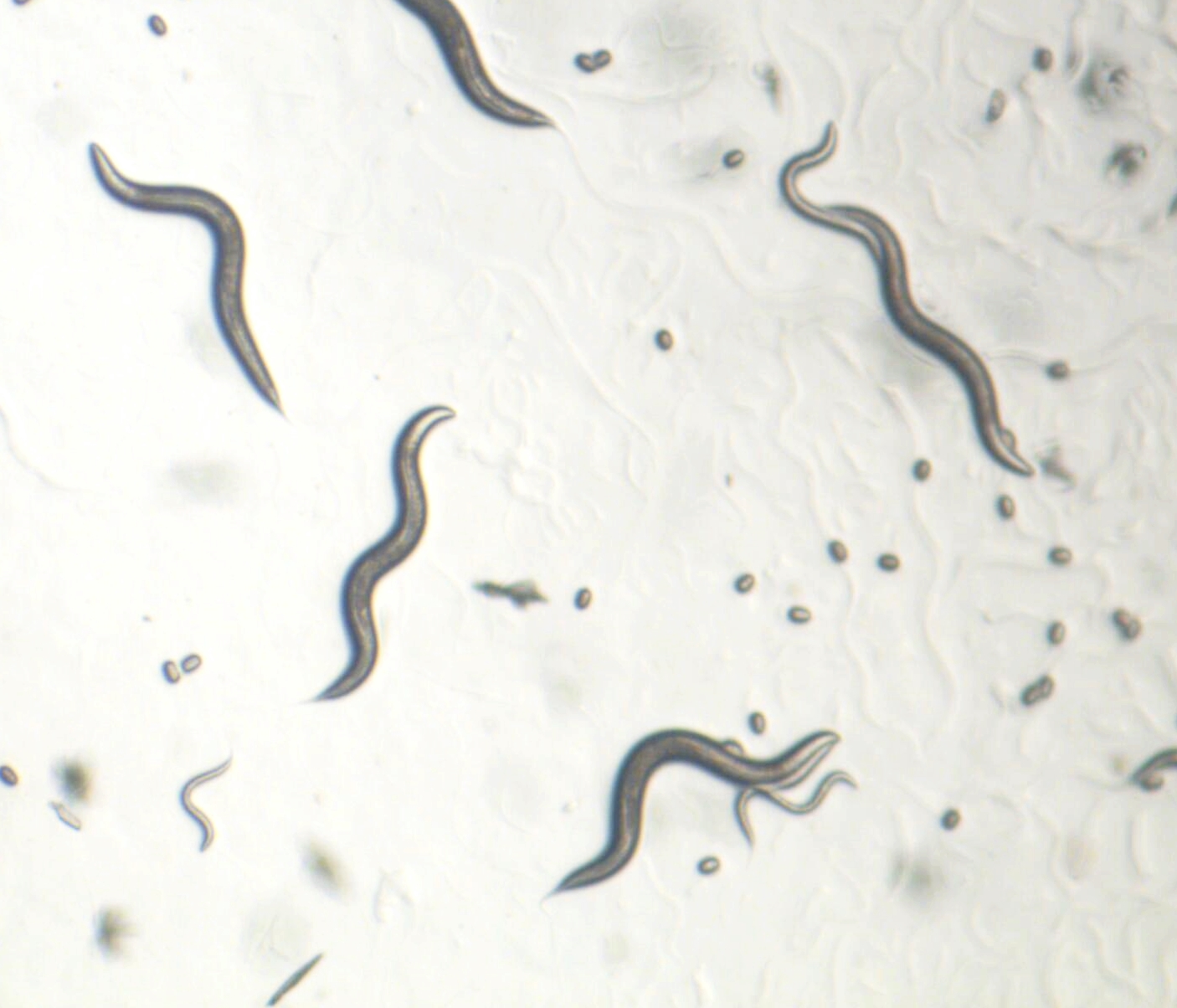 Mitocôndrias de <em>C. elegans</em> longevos são mais eficientes em obter energia de lipídios