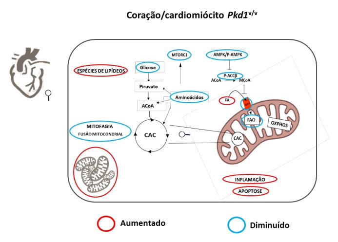 Representação esquemática dos principais achados metabólicos em células e tecidos cardíacos Pkd1V/V