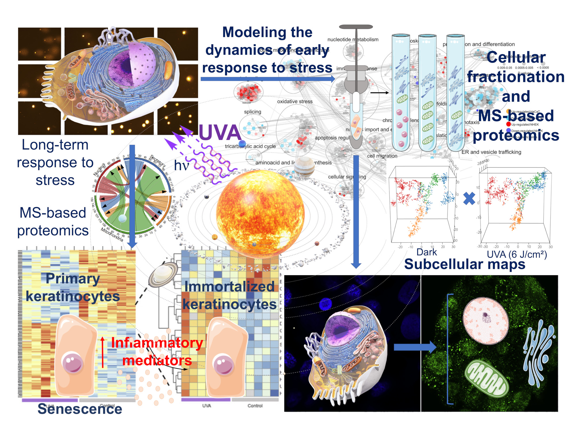 Análise proteômica revela efeitos da luz UVA em células da pele (Figura: P. Mascio e H. Valerio)