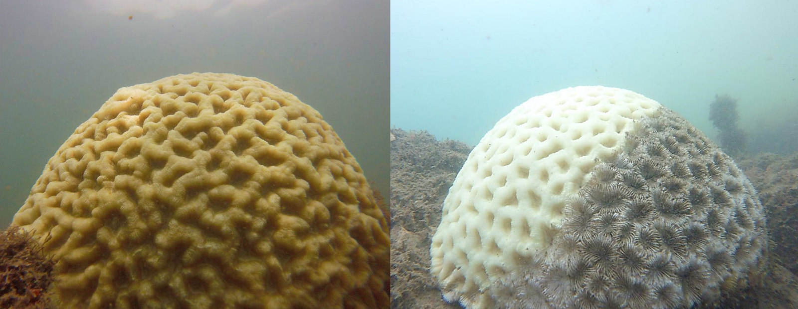 Colônias de Mussismillia hispida, coral cérebro brasileiro, antes (esquerda) e depois (direita) do branqueamento