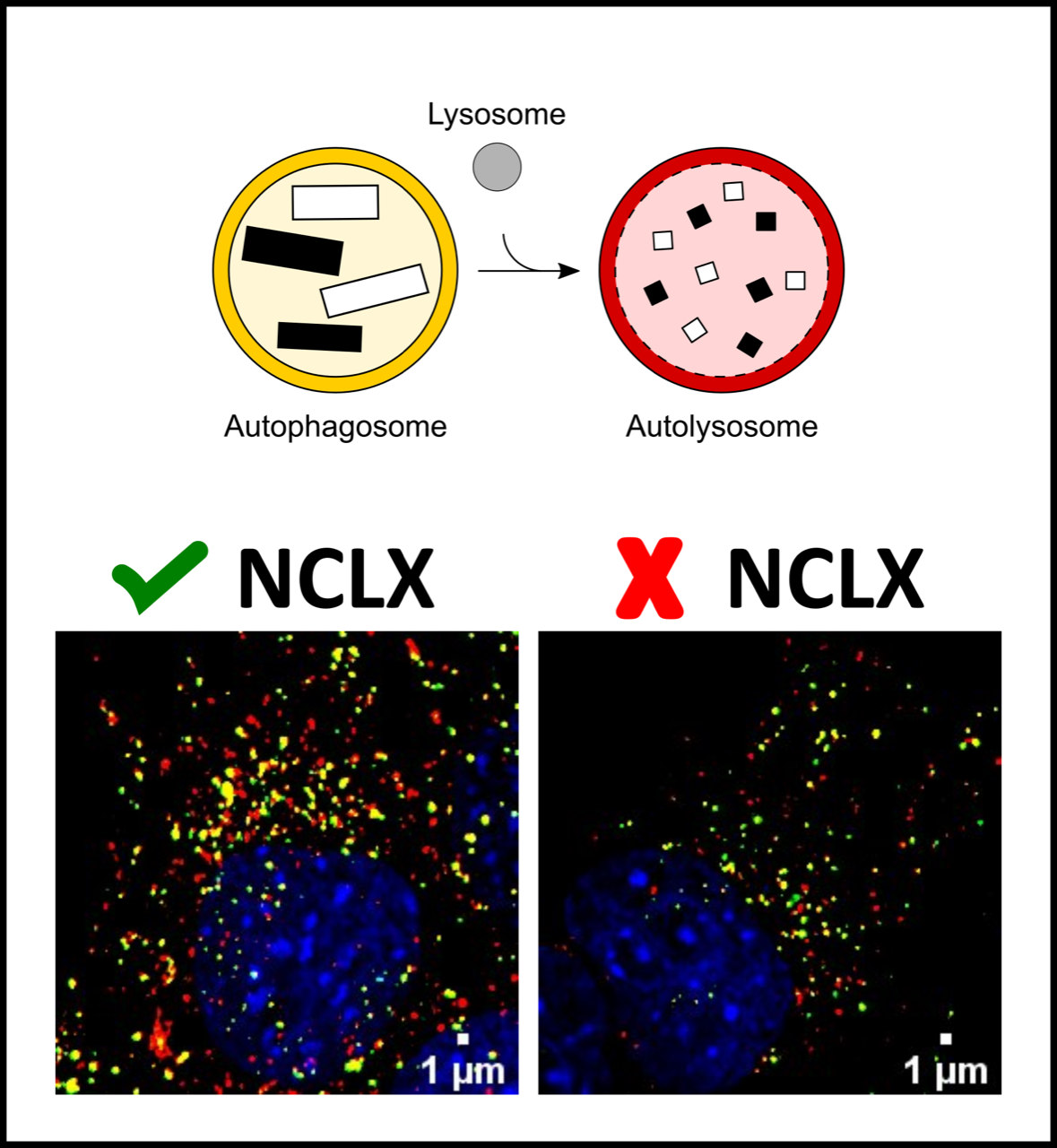 Inhibition of the mitochondrial calcium transporter, NCLX, compromises autophagy in cells