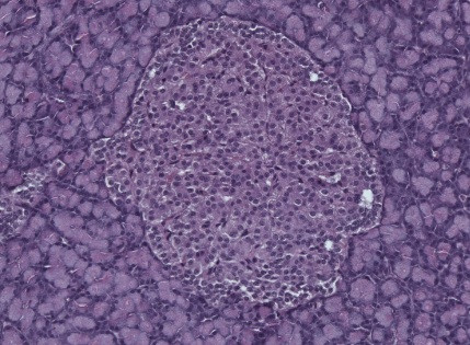 Corte histológico de pâncreas de rato corado com Hematoxilina-Eosina (HE)