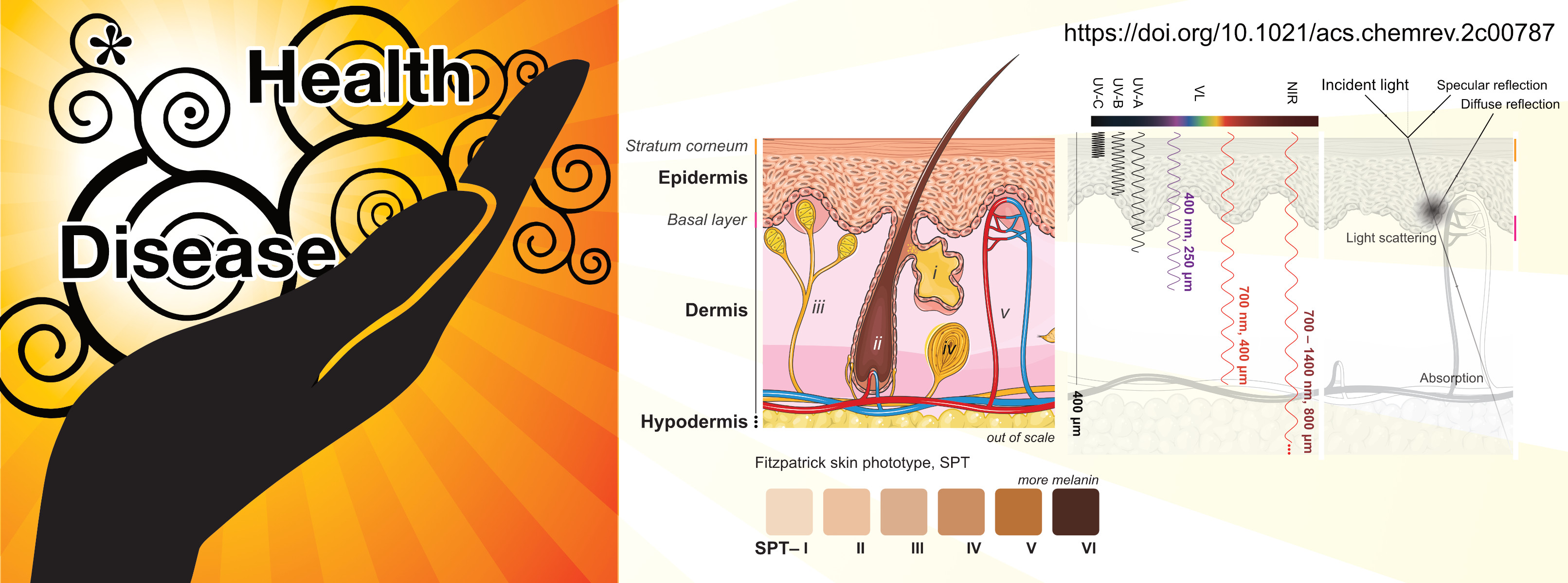 Fotossensibilizadores endógenos são cruciais para ação dos raios UVA e da luz visí­vel na pele humana, mostra artigo de revisão