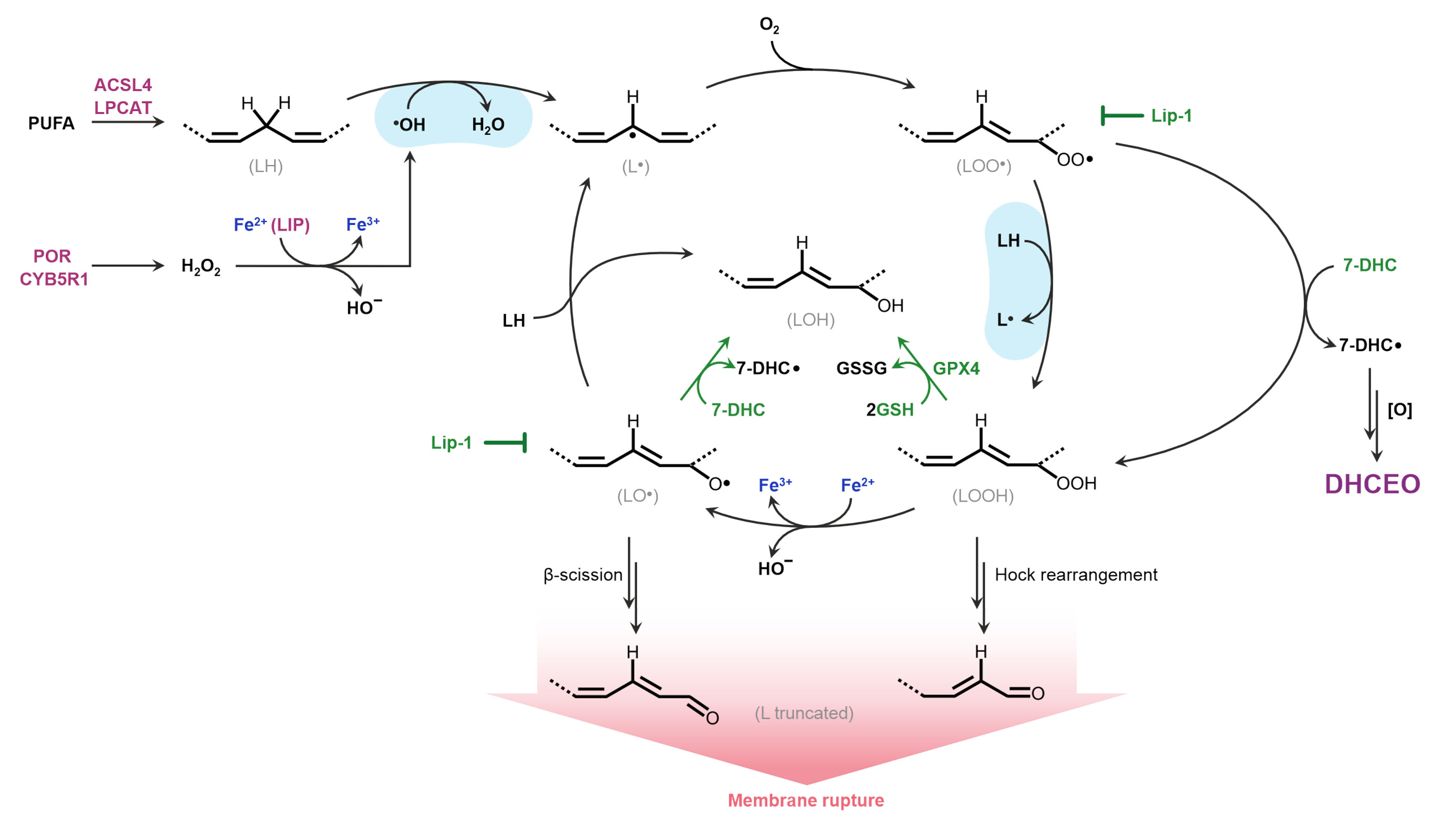 Devido a sua alta reatividade com radicais, o 7-DHC inibe a peroxidação de fosfolipídios, a formação de fosfolipídios truncados e a permeabilização de membranas. Esse é um dos mecanismos usados por alguns tipos de células de câncer para ’escapar’ da ferroptose.