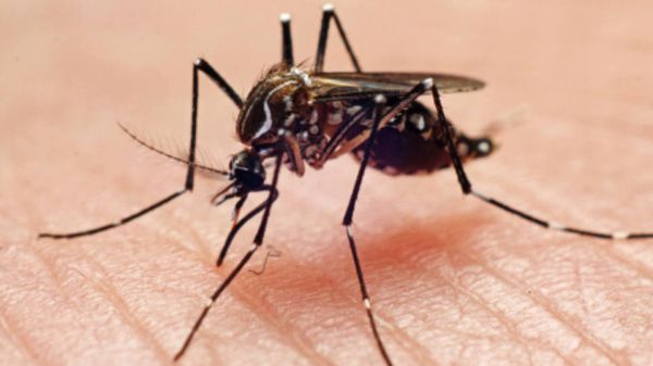 Antiviral para a dengue está em fase de desenvolvimento
