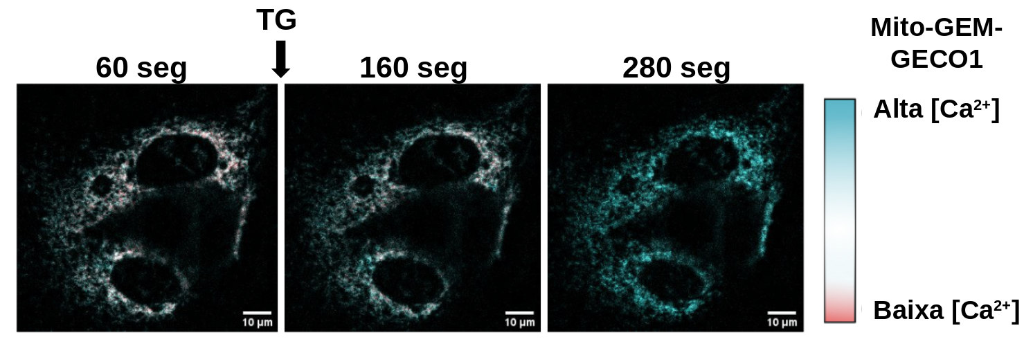 Increased calcium levels in mitochondria of hepatocyte cells
