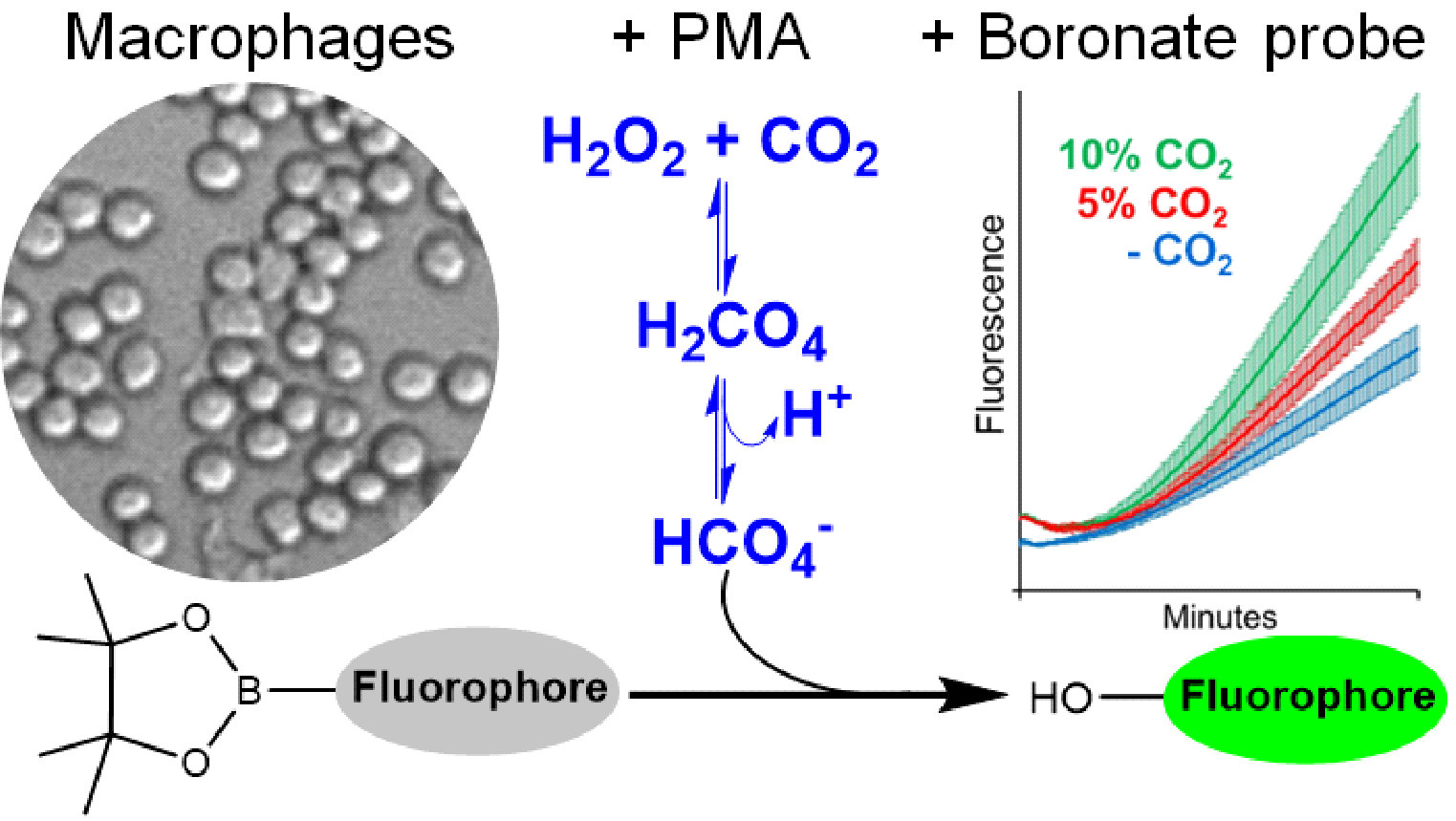 New method detects a CO<sub>2</sub>-derived biological oxidant in cells