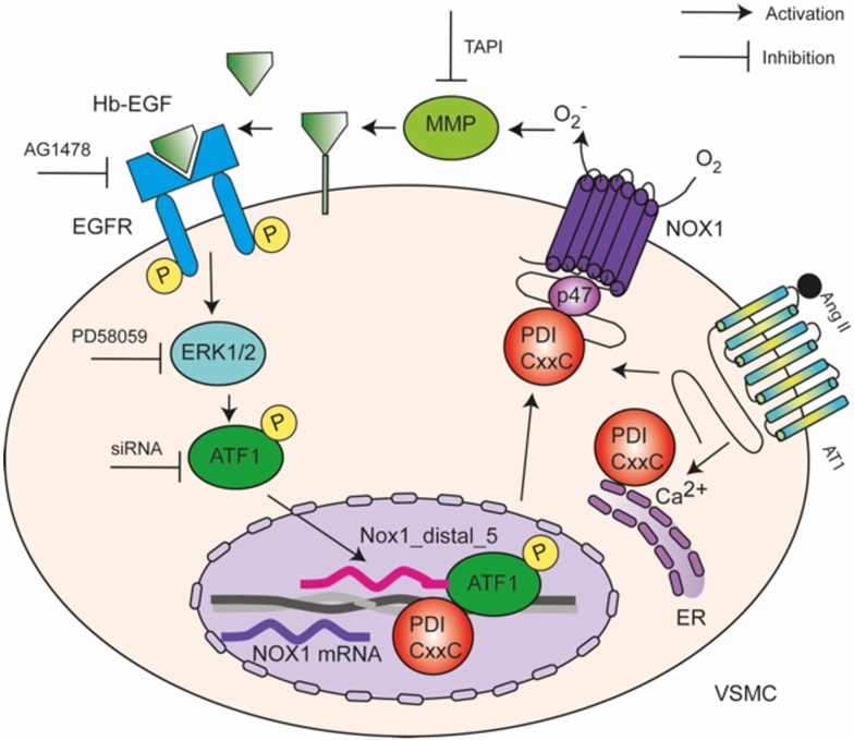 Study shows the role of a redox protein in arterial hypertension