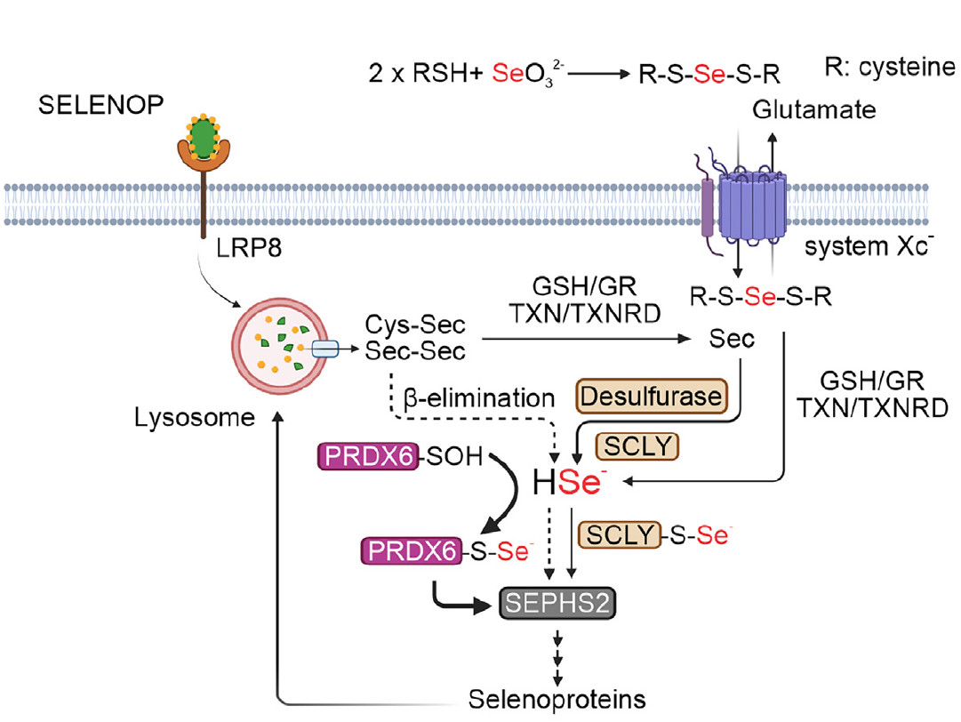 Schematic representation illustrates the potential role of PRDX6 regulating selenium metabolism and selenoprotein production