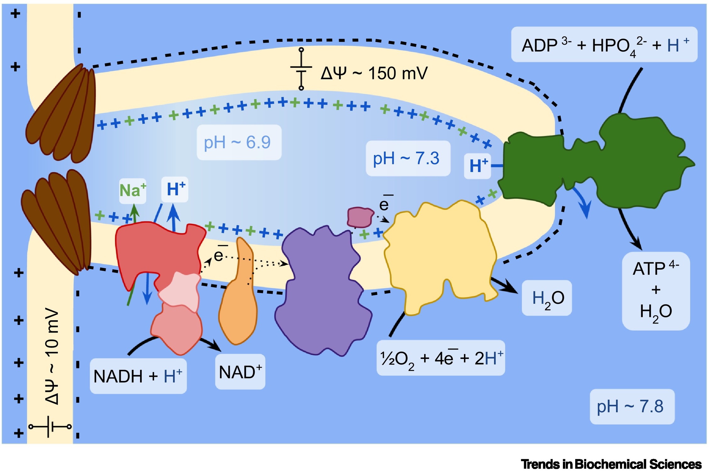 Scientists propose updating textbooks after a study highlights the role of sodium in mitochondrial energy transformations