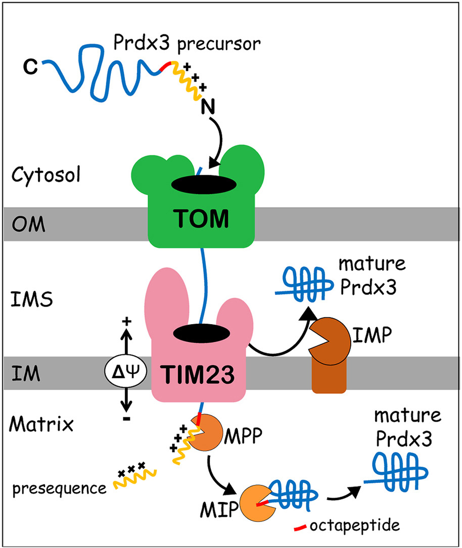 A new mechanism of import and maturation of the main antioxidant in human mitochondria has been revealed