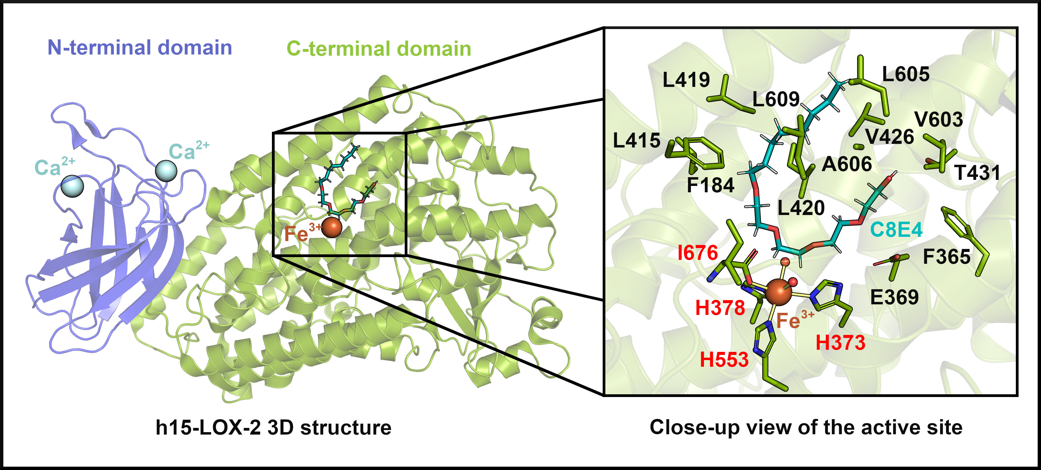 h15-LOX-2 3D structure and close-up view of the active site