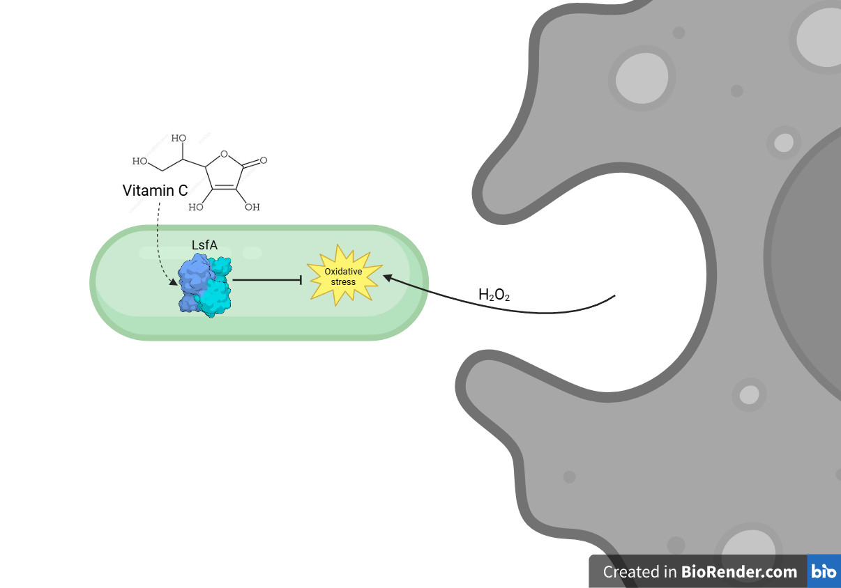 Scientists unravel bacterial resistance mechanism involving vitamin C